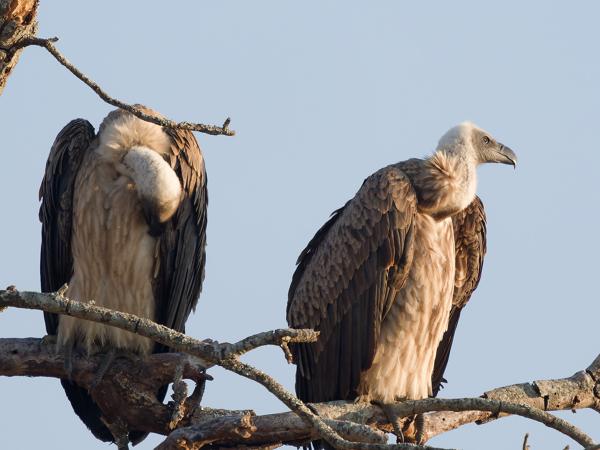 <h3>Gyps africanus / White‑backed vulture / Witruggier</h3>OM-1 Mark II with OLYMPUS M.150-400mm F4.5 TC, 1/2000 sec at F5.6, ISO 1250, distance 37.2 m
